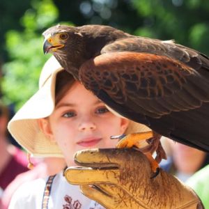 Volerie des Aigles